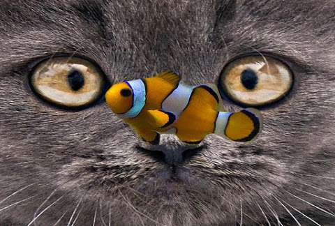 Catfish Creative